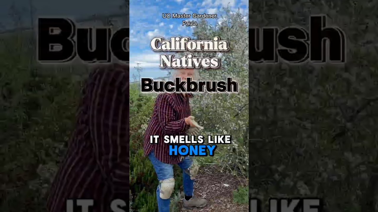 Meet Ceanothus buckbrush