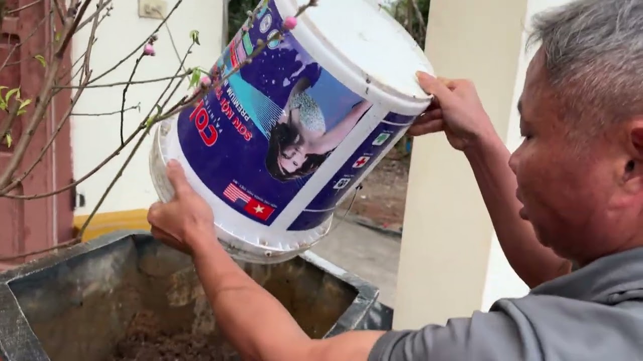 Bố Và Anh Còi Cùng Nhau Trang Trí Cây Đào 
