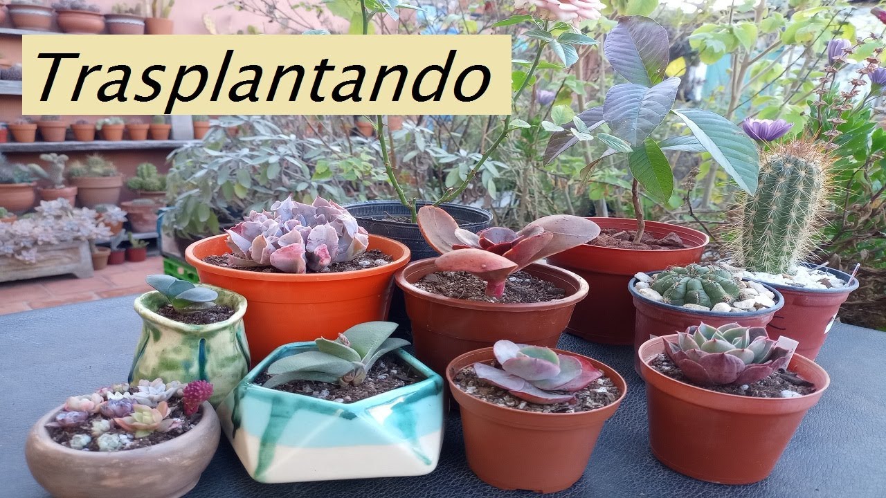 Trasplantando Suculentas Nuevas! #lasplantasdegeral #echeverias #cactus #cactusysuculentas #jardín