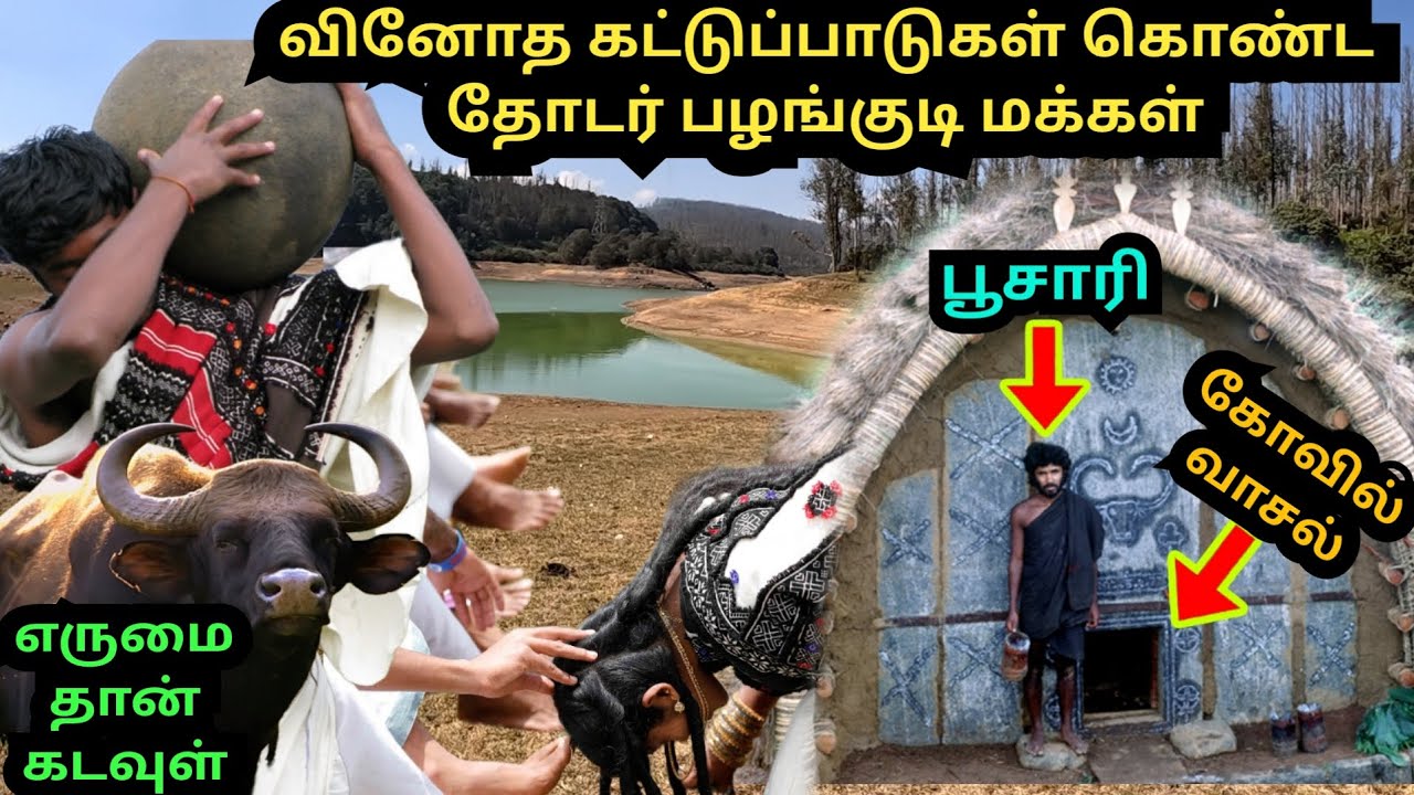நீலகிரியில் வினோத கட்டுப்பாடுகளுடன் வாழும் தோடர் பழங்குடியினர்|western ghats|toda tribes