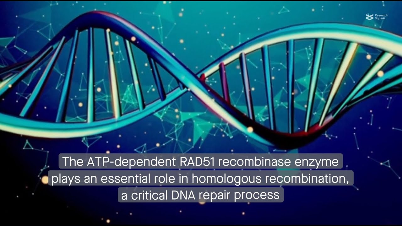 ADP-bound  RAD51 adopts a double-filament structure during homologous recombination