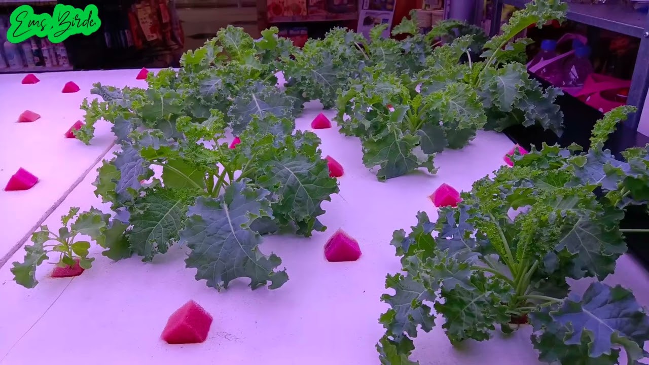 ORGANIC and   #natural FARM FRESH PRODUCTS INSIDE THE MALL  @lalkhilla