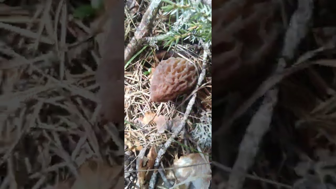 çorum-kargı-göletdere köyü tahtacık yaylasında kuzugöbeği mantarı