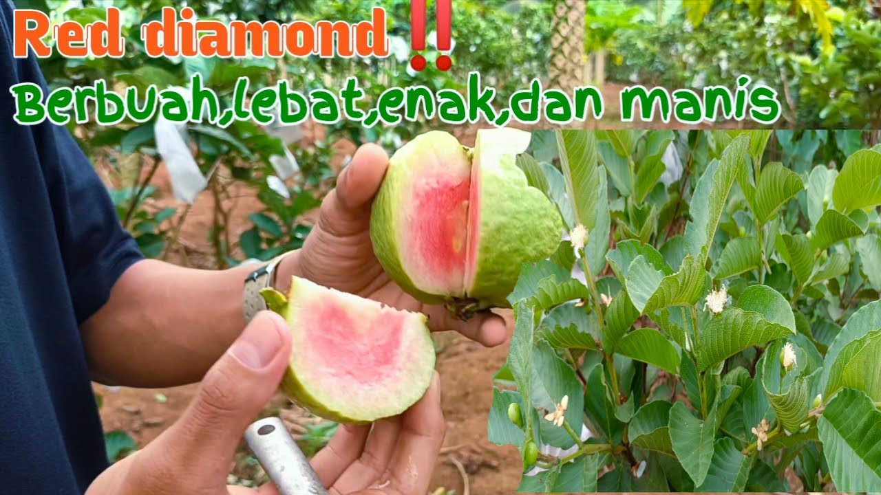 Budidaya jambu kristal red diamond (hong pause) sangat mudah untuk di kebunkan @PetaniItuKeren