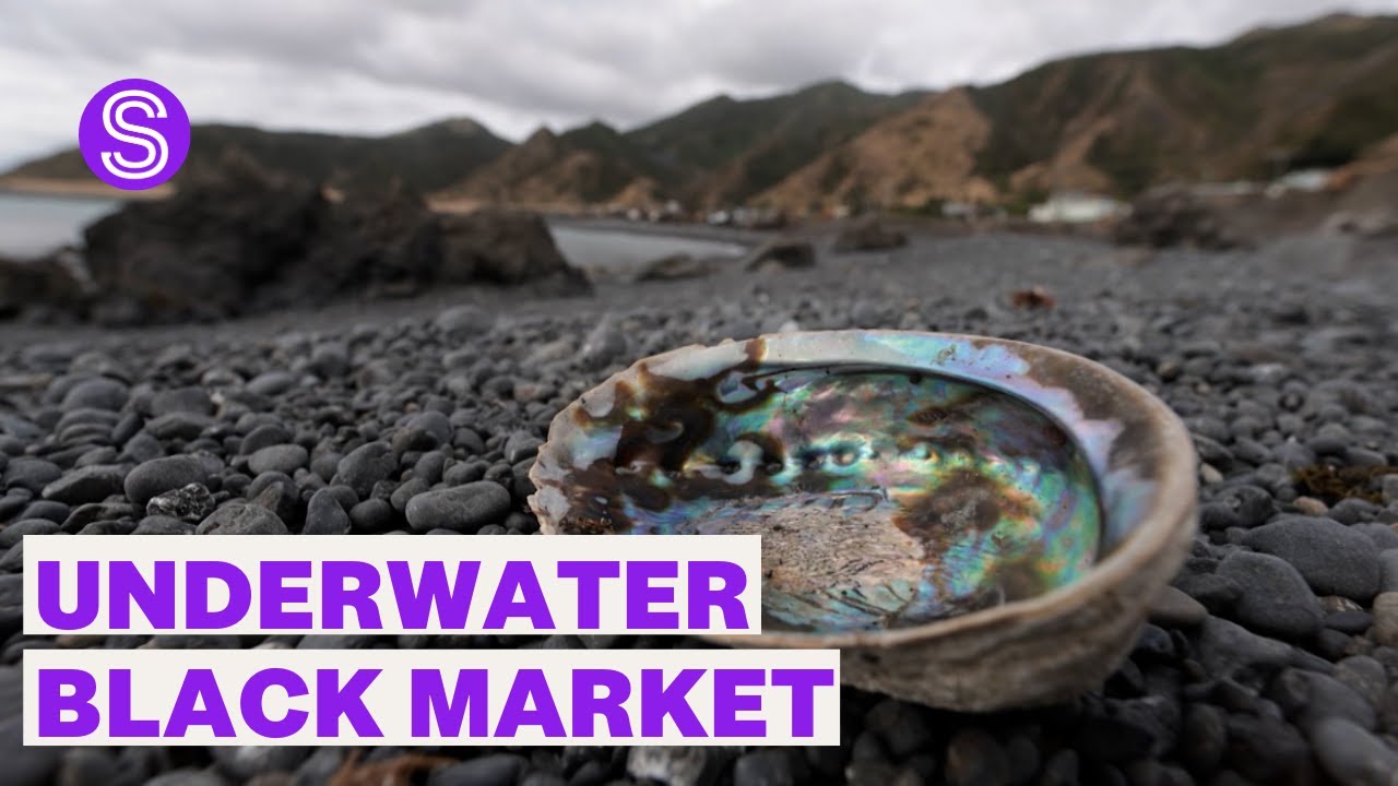 Paua theft increasing | Stuff.co.nz