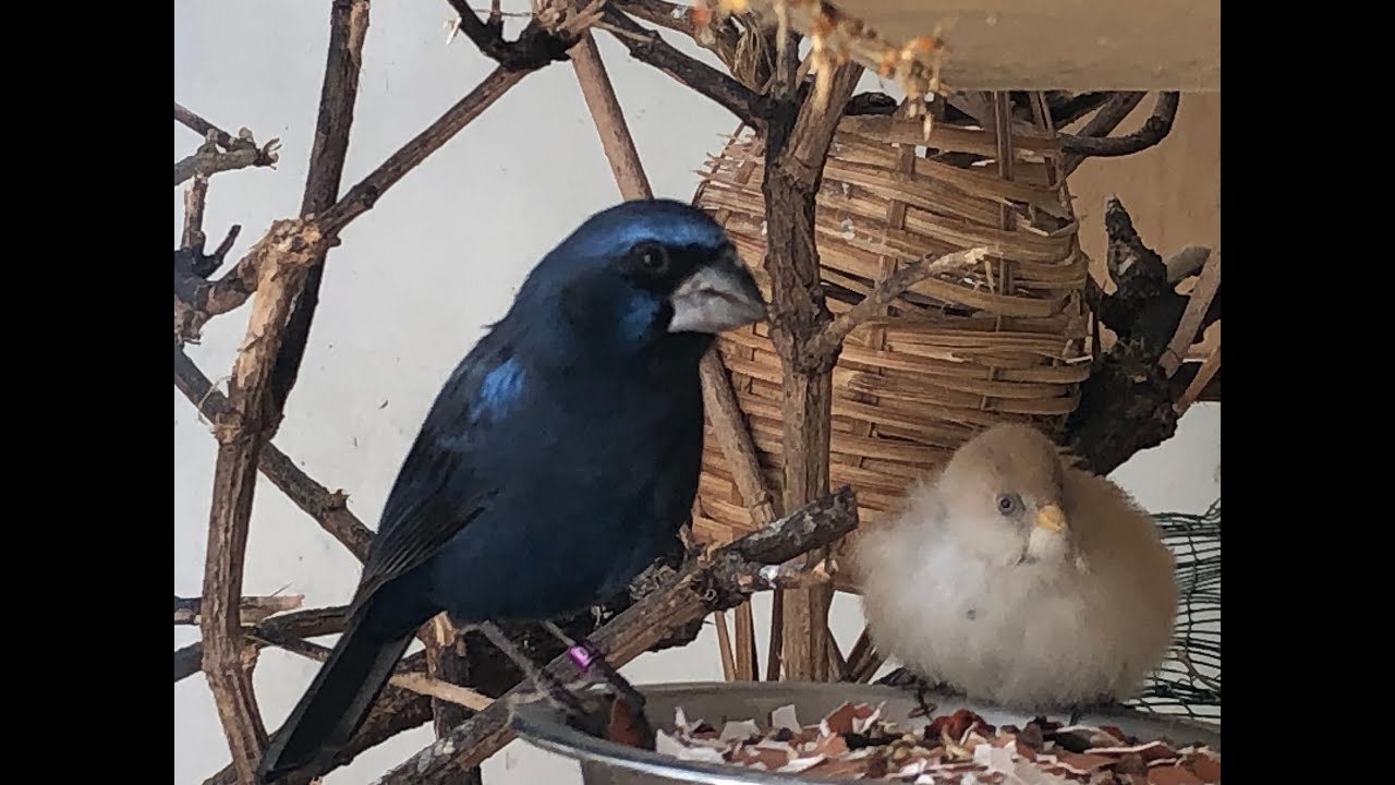 Giving eggshells to the birds and feeding the grosbeaks