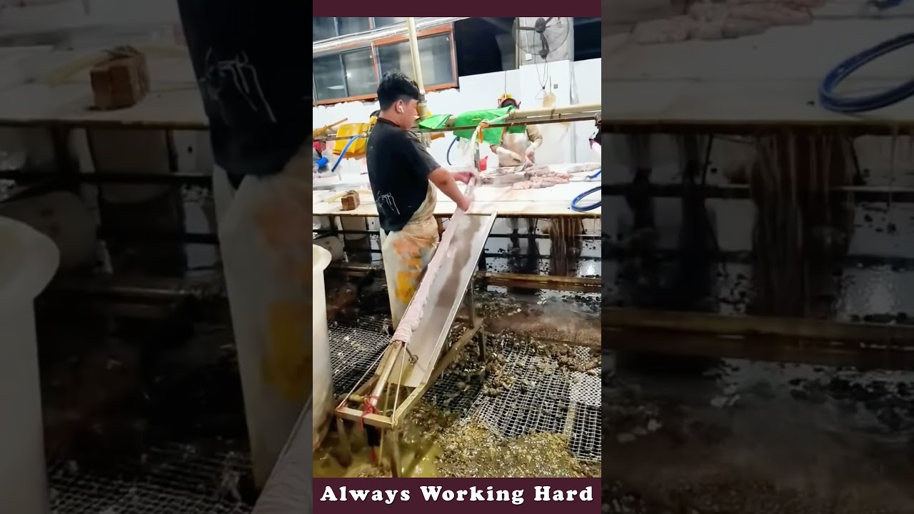 The Process Of Cleaning Pig Intestine | Good Tools And Machinery Make Work Easy