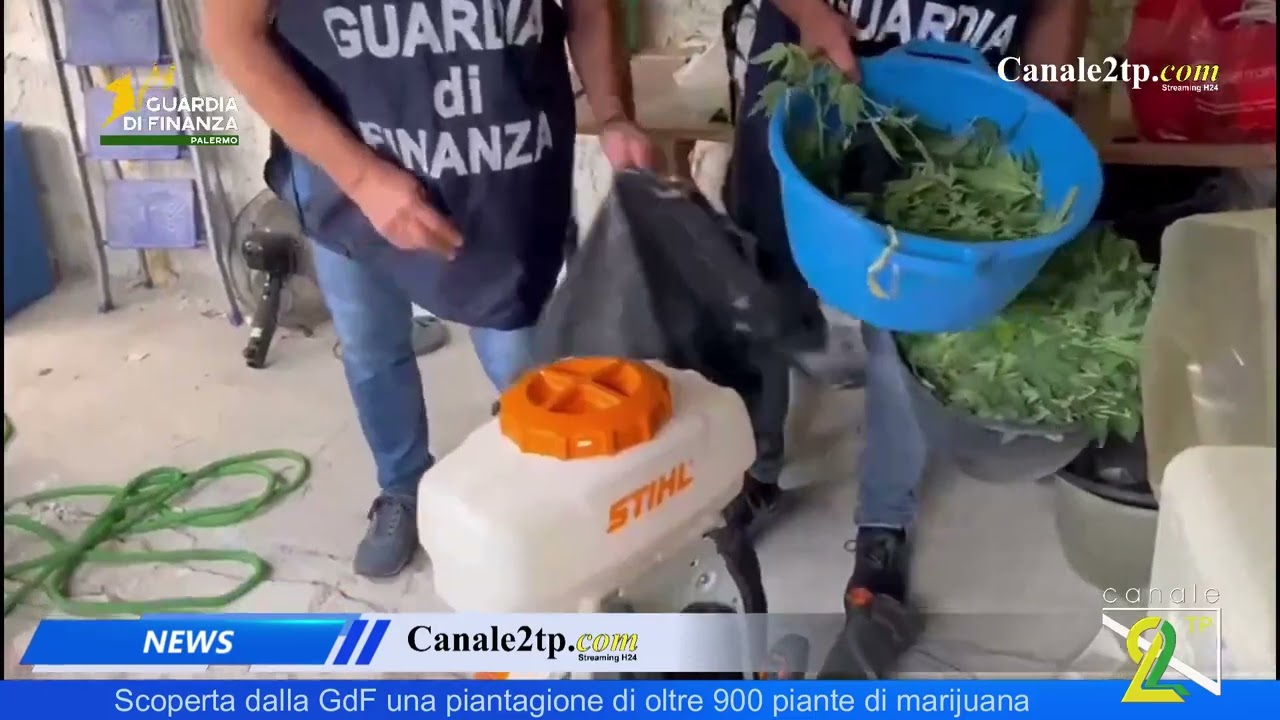 Scoperta dalla GdF una piantagione di oltre 900 piante di marijuana