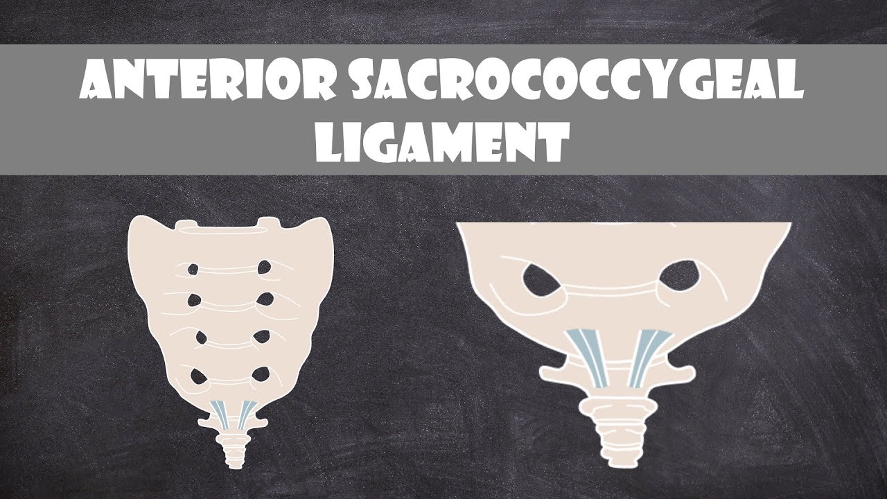 Anterior Sacrococcygeal Ligament | Anatomy