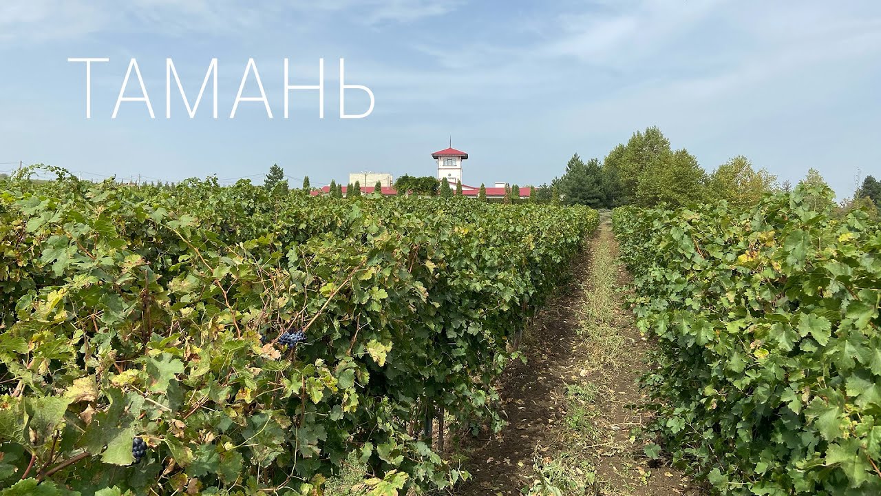 Тамань. Лучшие винодельни России. Что посмотреть за 3 дня на Азовском море. Фанагория, Шато Тамань.