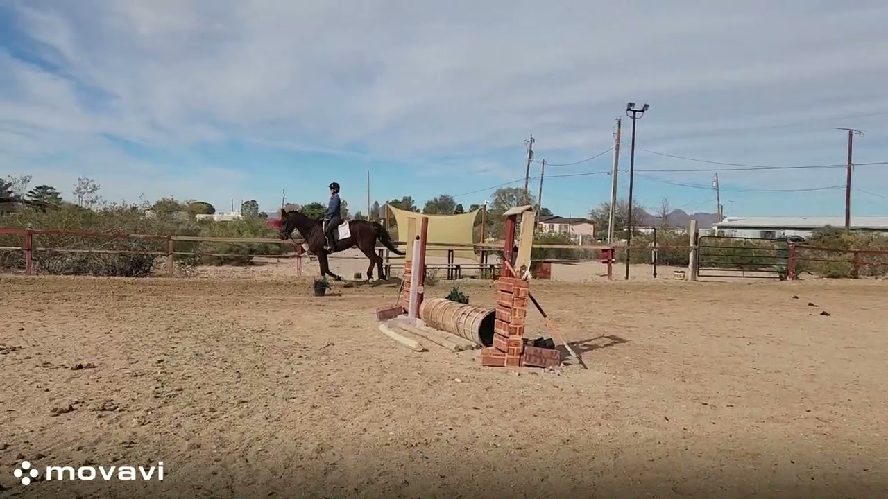 Irish Sport Horse Left and Right Lead Canter