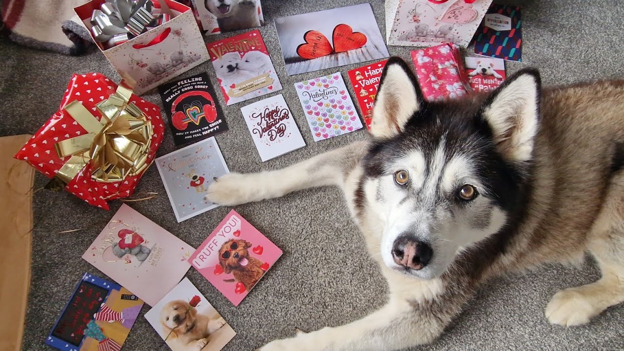Lucky Husky Gets It All On Valentines Day!
