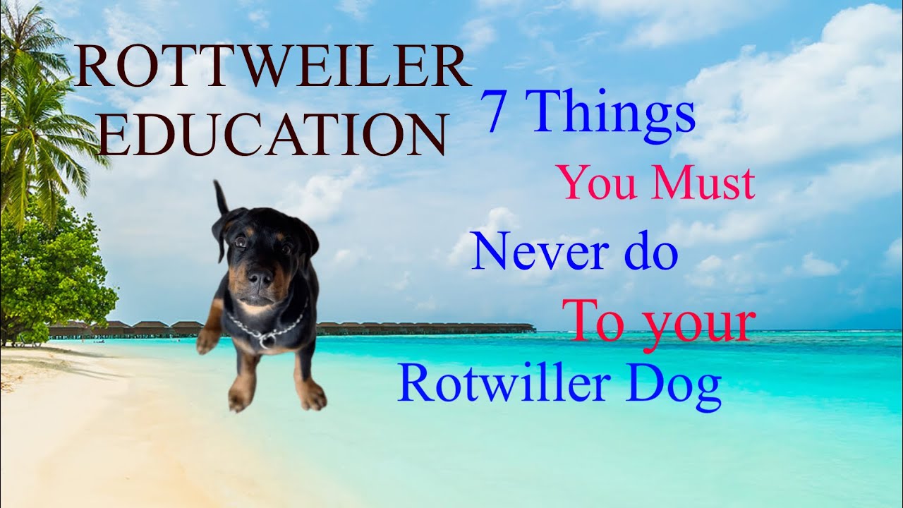 &ldquo;Every Rottweiler owner NEEDS to hear this! 🚫🐾&rdquo;