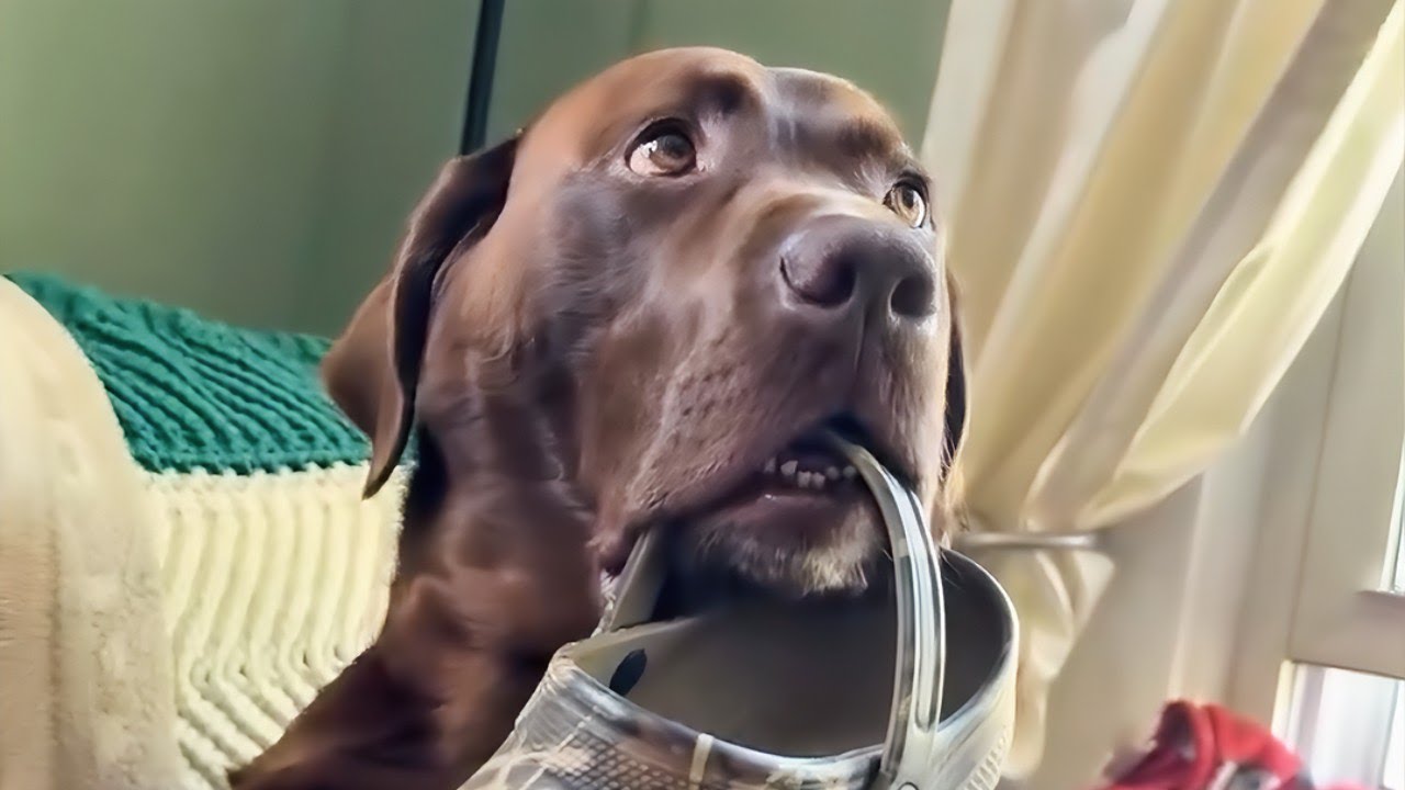 Ultimate 2025 Animal Fail Marathon | Try Not to Laugh for 10 Minutes!