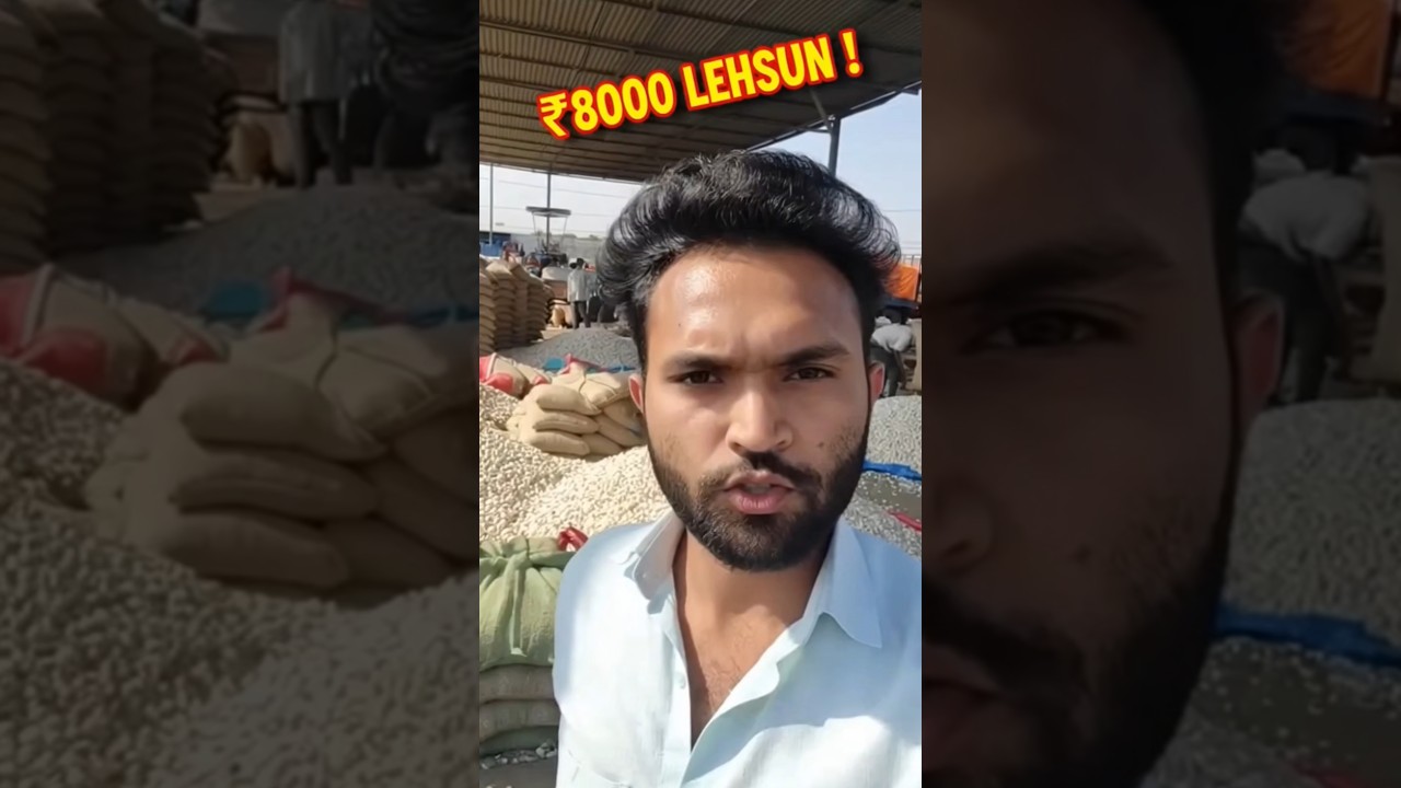 Today's latest garlic market price | Farmers must seeLehsun Mandi Bhav Today | Today's complete u...