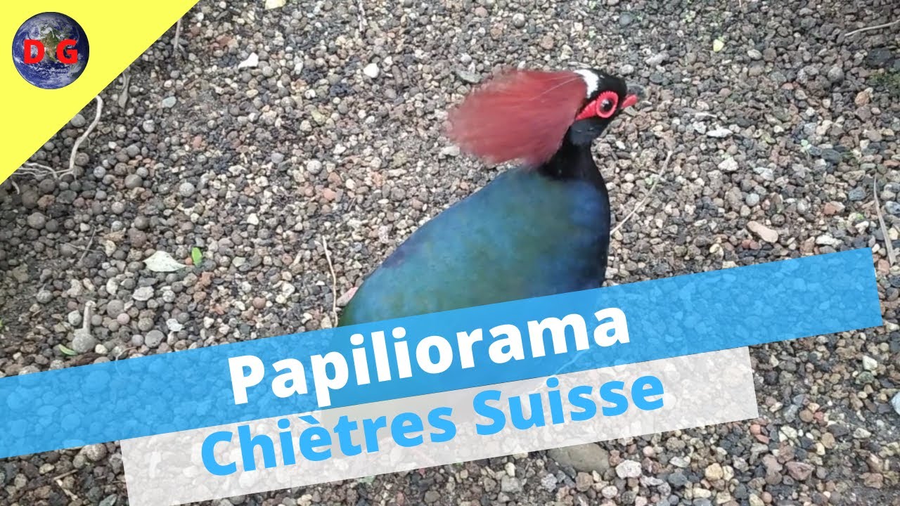 Papiliorama   partie 1