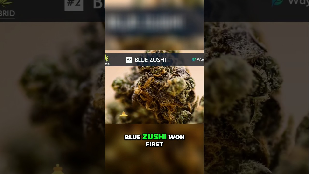 Blue Zushi: Intense Bliss Like No Other! | @WorldWeedWonders