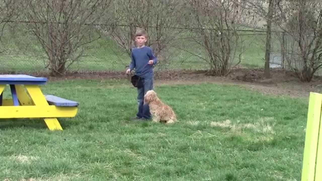Super Fun Family Puppy Drills