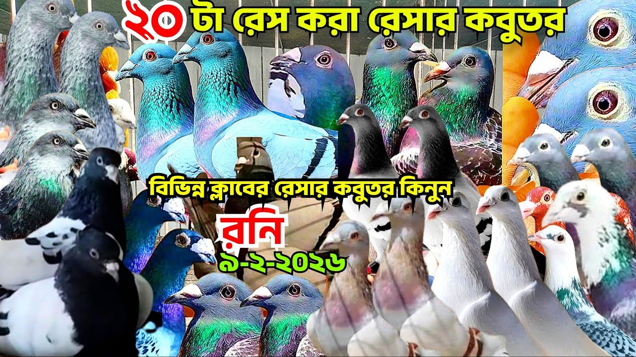 ২০টা রেস করা রেসার কবুতর কিনুন। বিভিন্ন ক্লাবের রেসার কবুতর বিক্রি হবে। পাকিস্তানি কবুতর। রনি ভাই