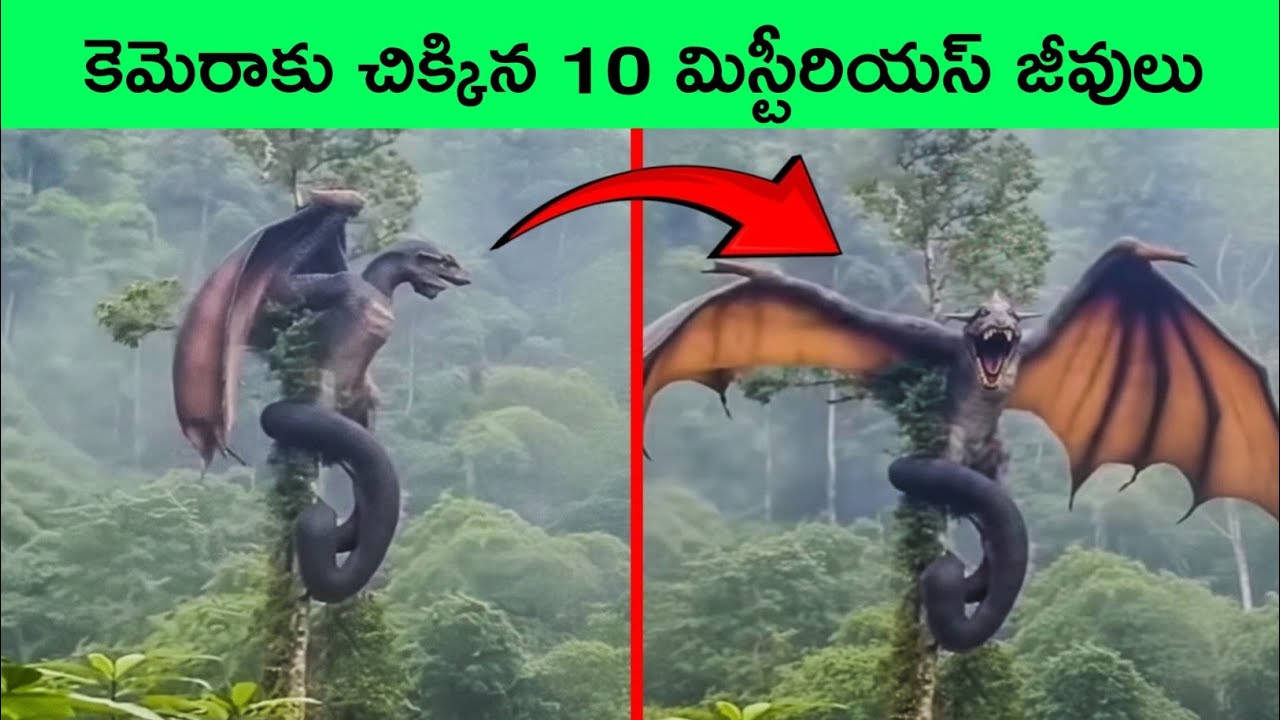 Top 10 Mysterious creatures caught on camera  | amazing facts | BMC Facts | Telugu Facts