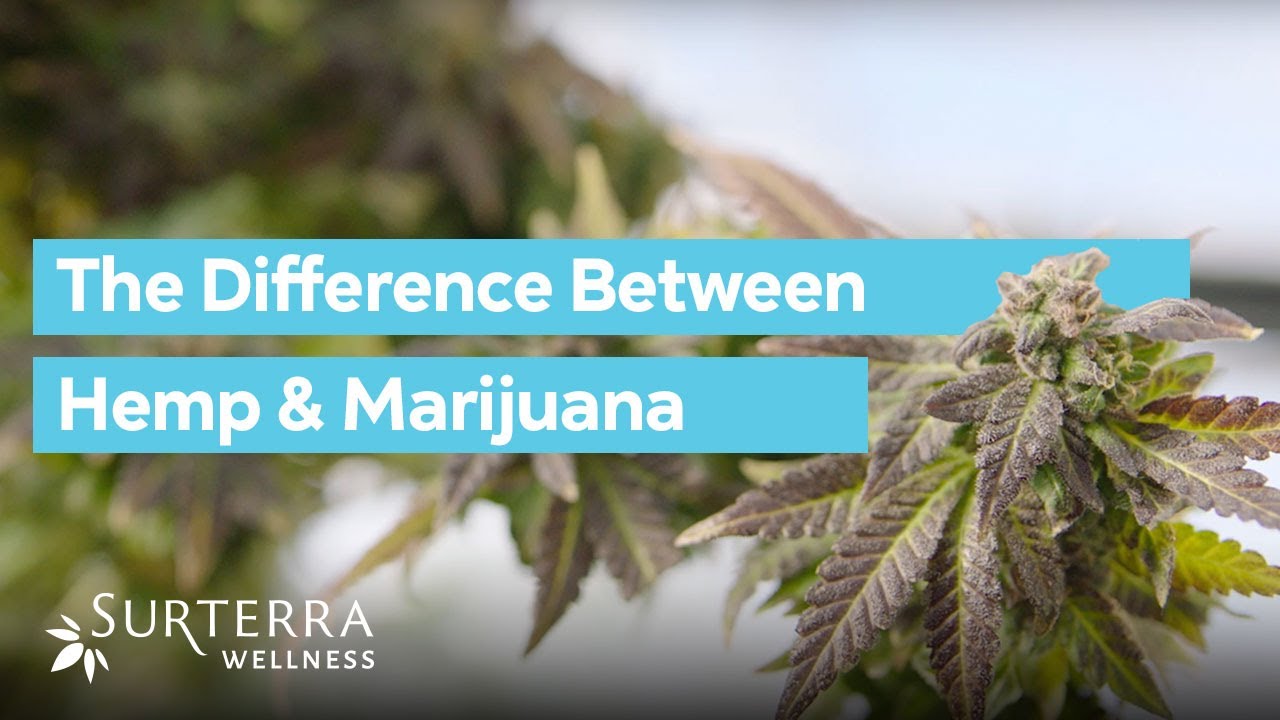 Cannabis, Hemp, Marijuana. What's the Difference?