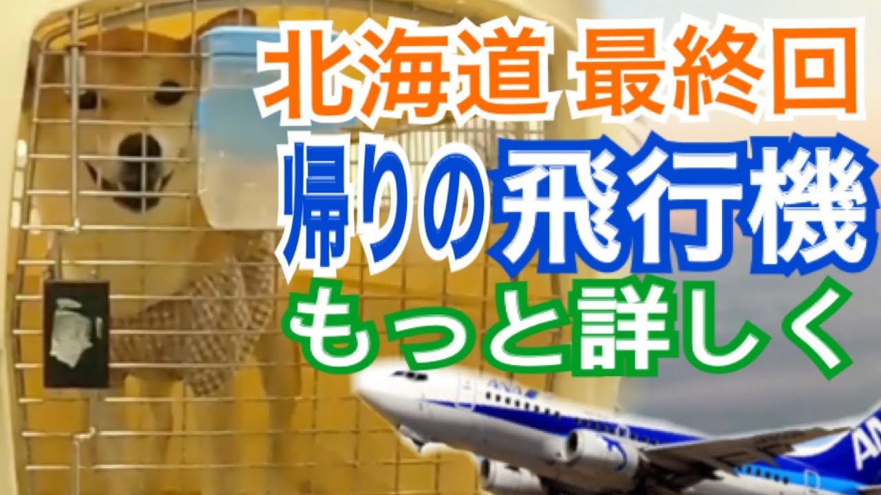 【柴犬 もみさん】飛行機に乗る犬　発着陸！ヒルトンニセコビレッジ出発からマイカーまで密着！（北海道 最終回）犬旅・家族旅行　Shiba Inu Momisan  returns by airplane