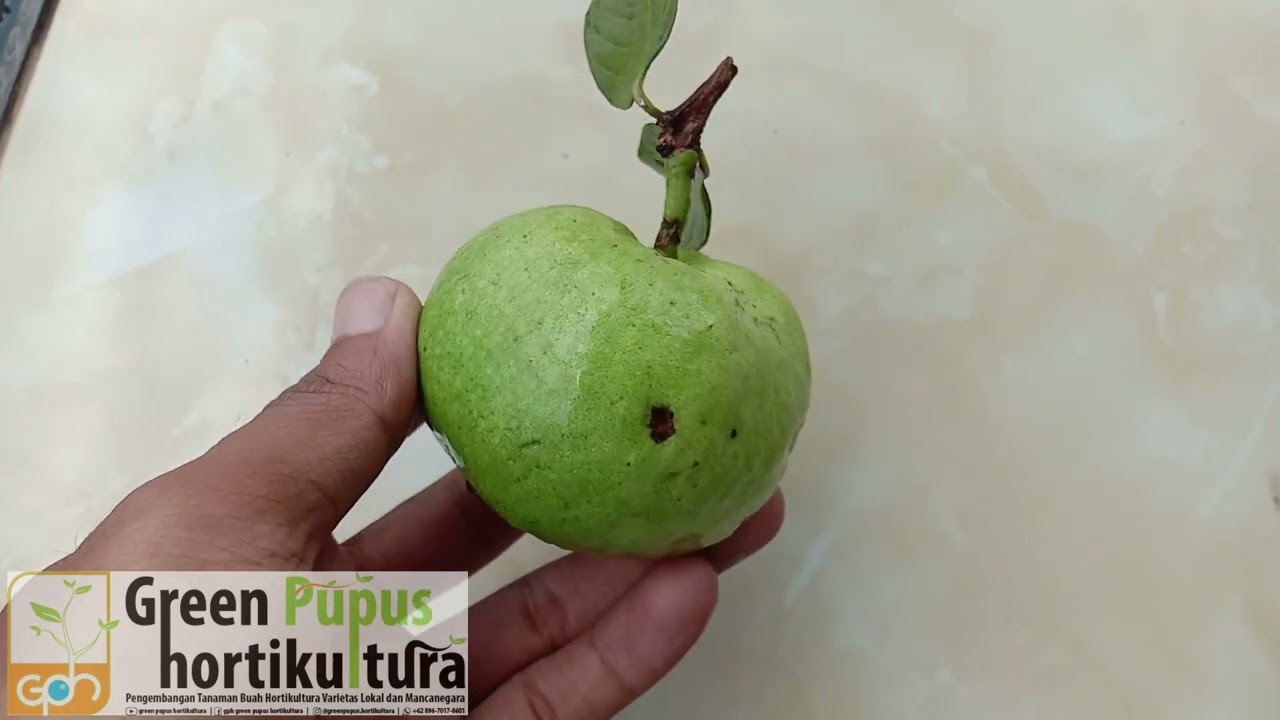 JAMBU HONG PAUSE TAIWAN JENIS JAMBU MERAH TANPA BIJI TERGOLONG JAMBU TERMAHAL SAAT INI