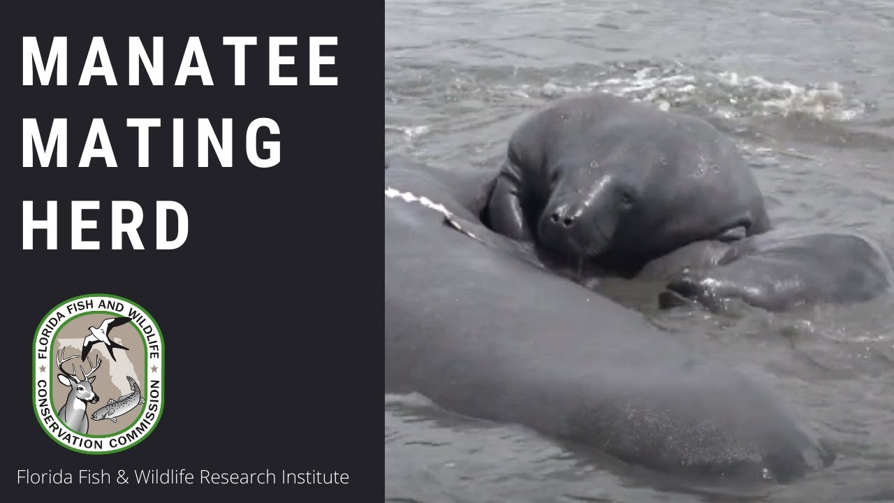 Manatee Mating Herd
