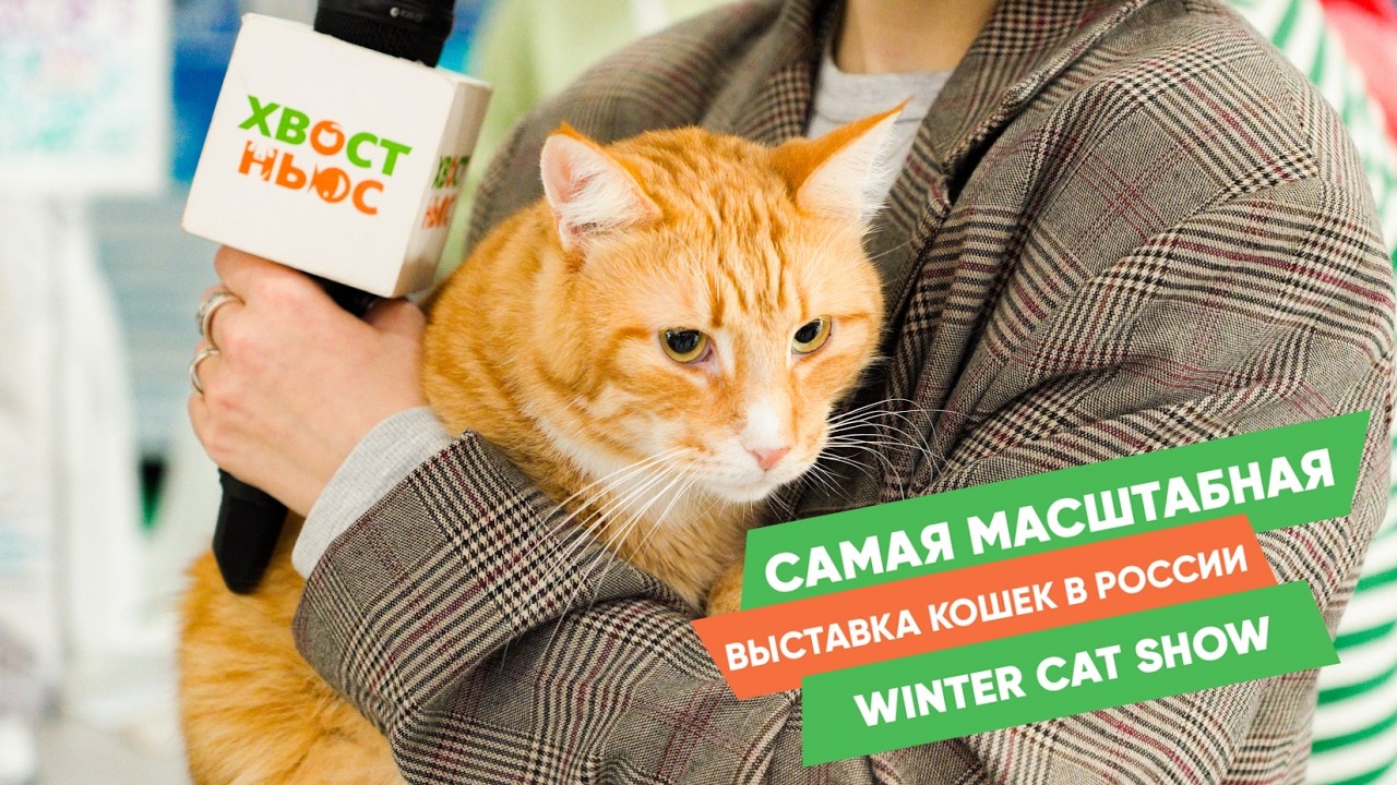 Выставка кошек Winter Cat Show