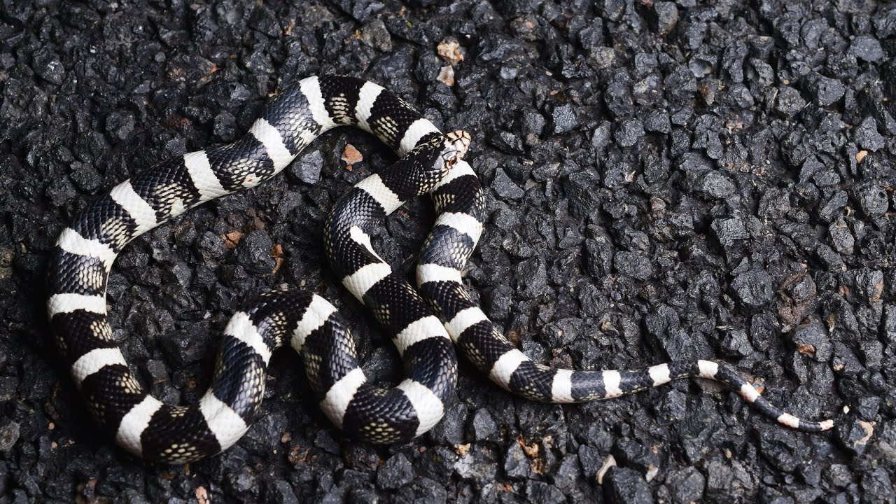 Utah 2024 Spring Herping Highlights