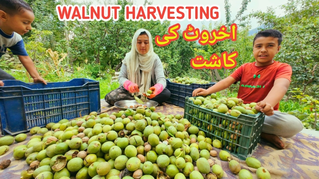 Walnut Harvesting Village | My Village Lifestyle | Vlogs New Video