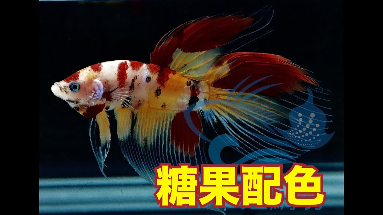 A級糖果馬尾公鬥魚｜紅黃配色清楚耐看【 DC短鯛坊】1/20 No.S172