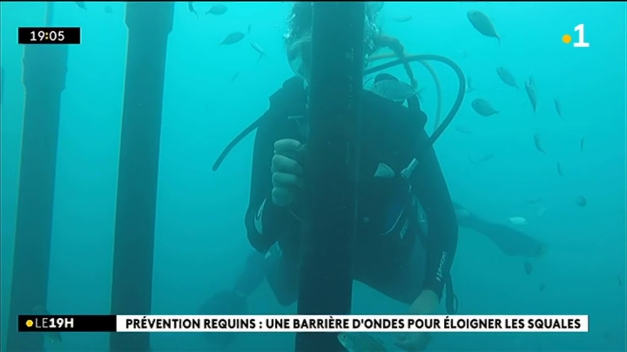 Pr&eacute;vention requins : une barri&egrave;re d'ondes pour &eacute;loigner les squales