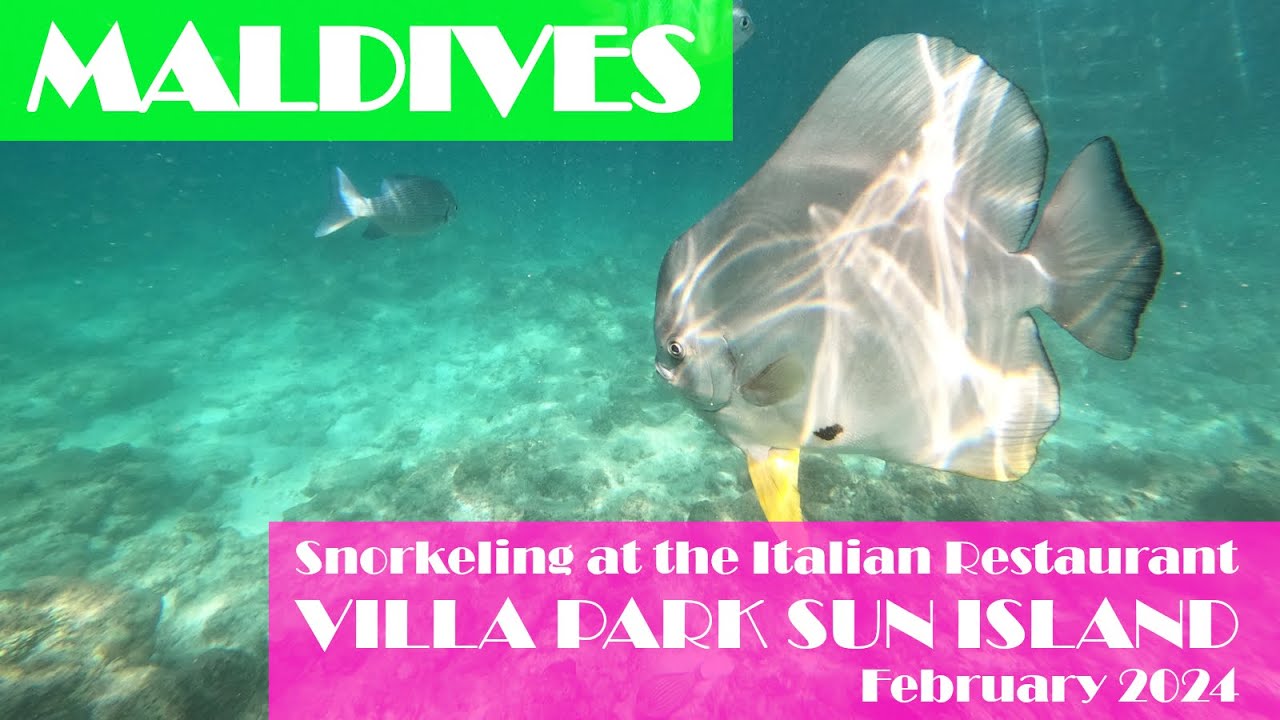 MALDIVES! Snorkeling at the Italian Restaurant, Villa Park Sun Island, 2024-02