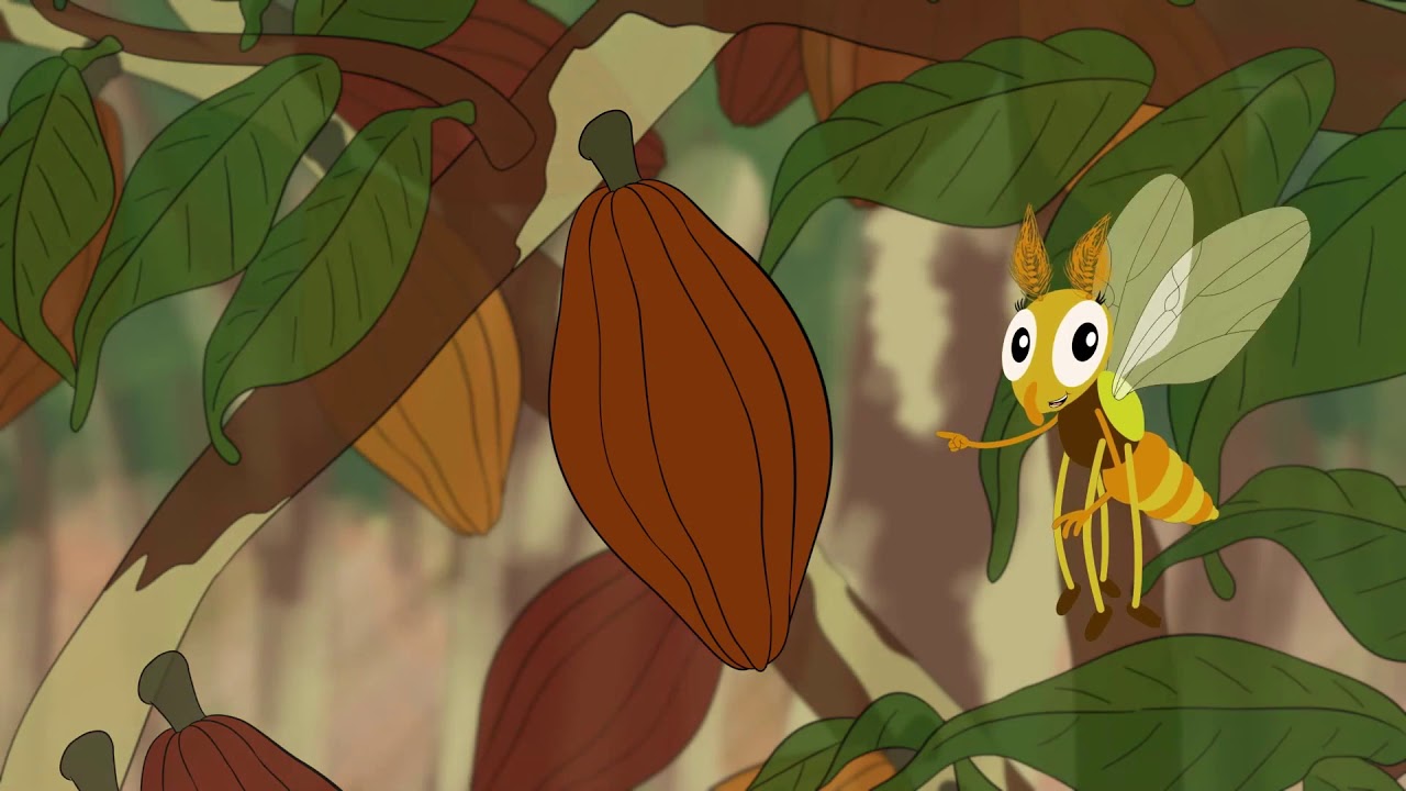 Where does Chocolate come from - The Pollination of Cocoa Trees
