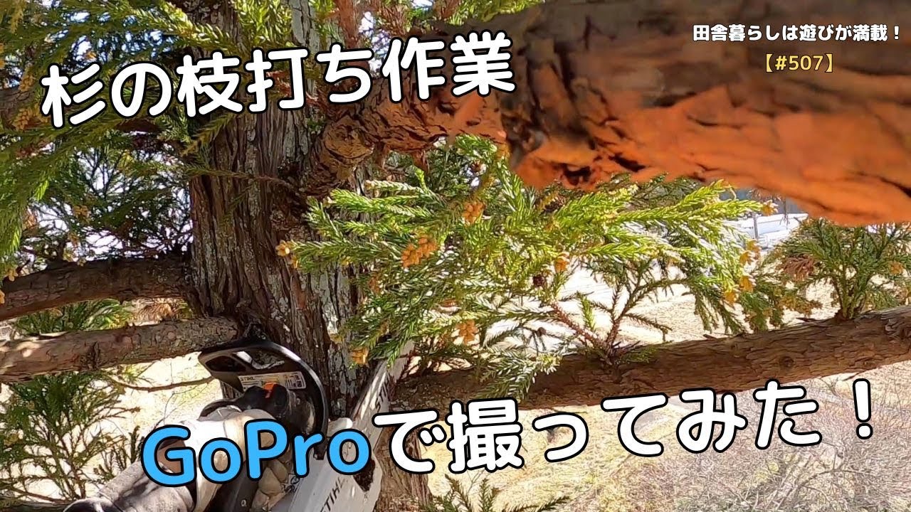 【#507】杉の枝打ち作業　GoProで撮ってみた！