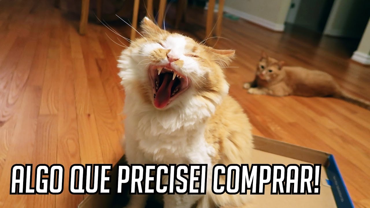 GATOS AMAM CAIXAS... E ALGO QUE PRECISEI COMPRAR!!!