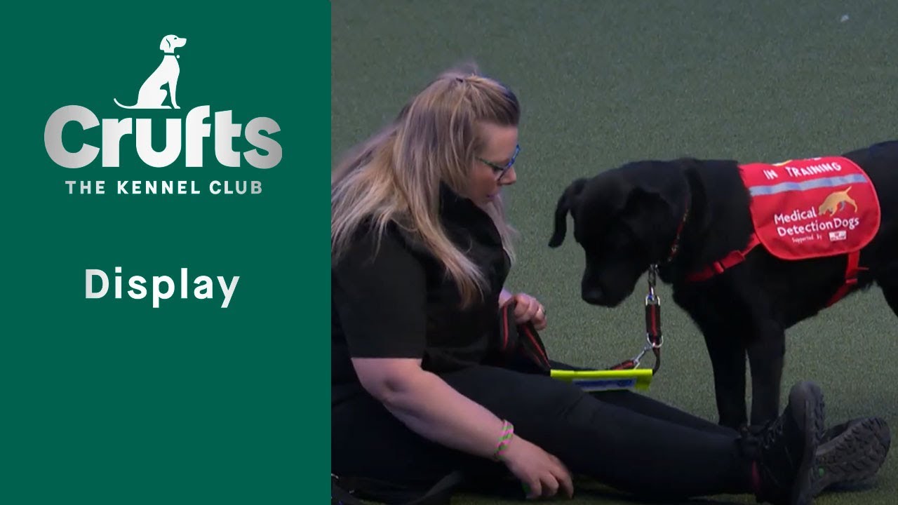 Medical Detection Dogs Display Part One | Crufts 2023