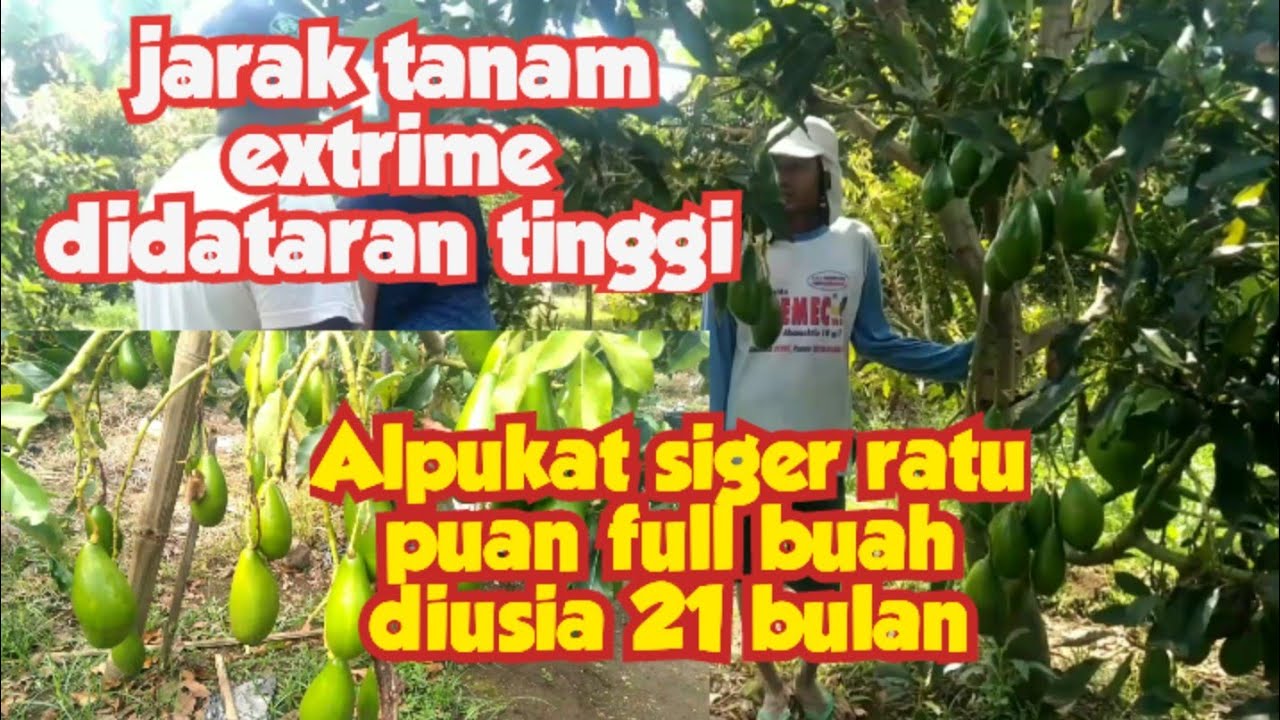 Jarak tanam Extrime didataran tinggi full buah