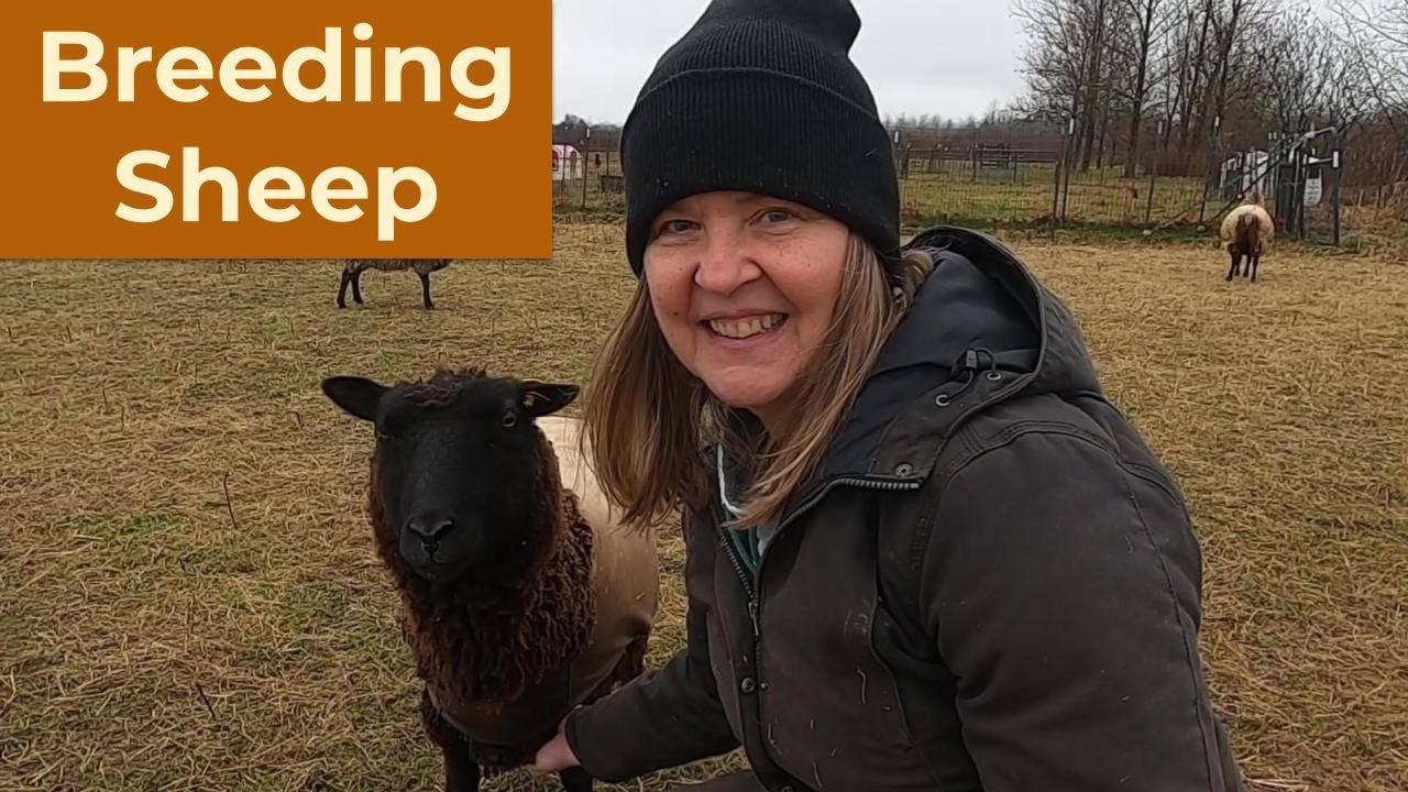 Breeding Sheep - 104
