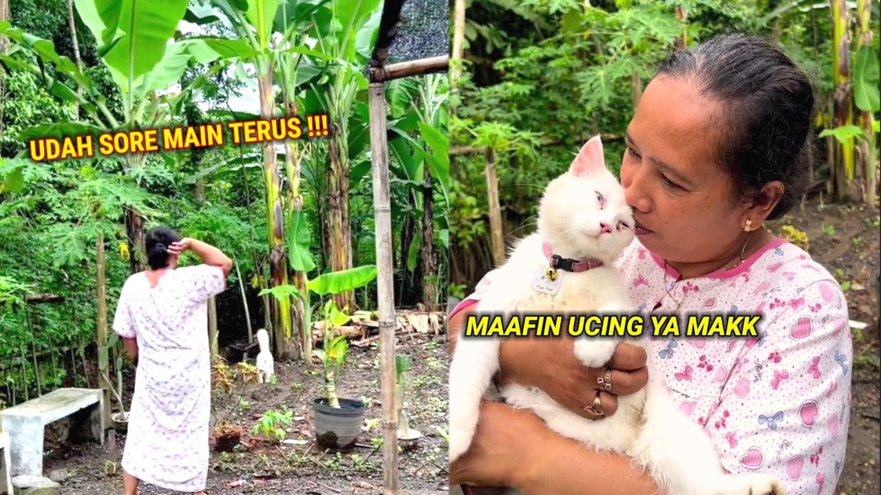 LUCU BANGET ! Udah Sore Tapi Si Kucing Masih Main Terus, Memang Cari Perkara Sama Emak - Kucing Lucu