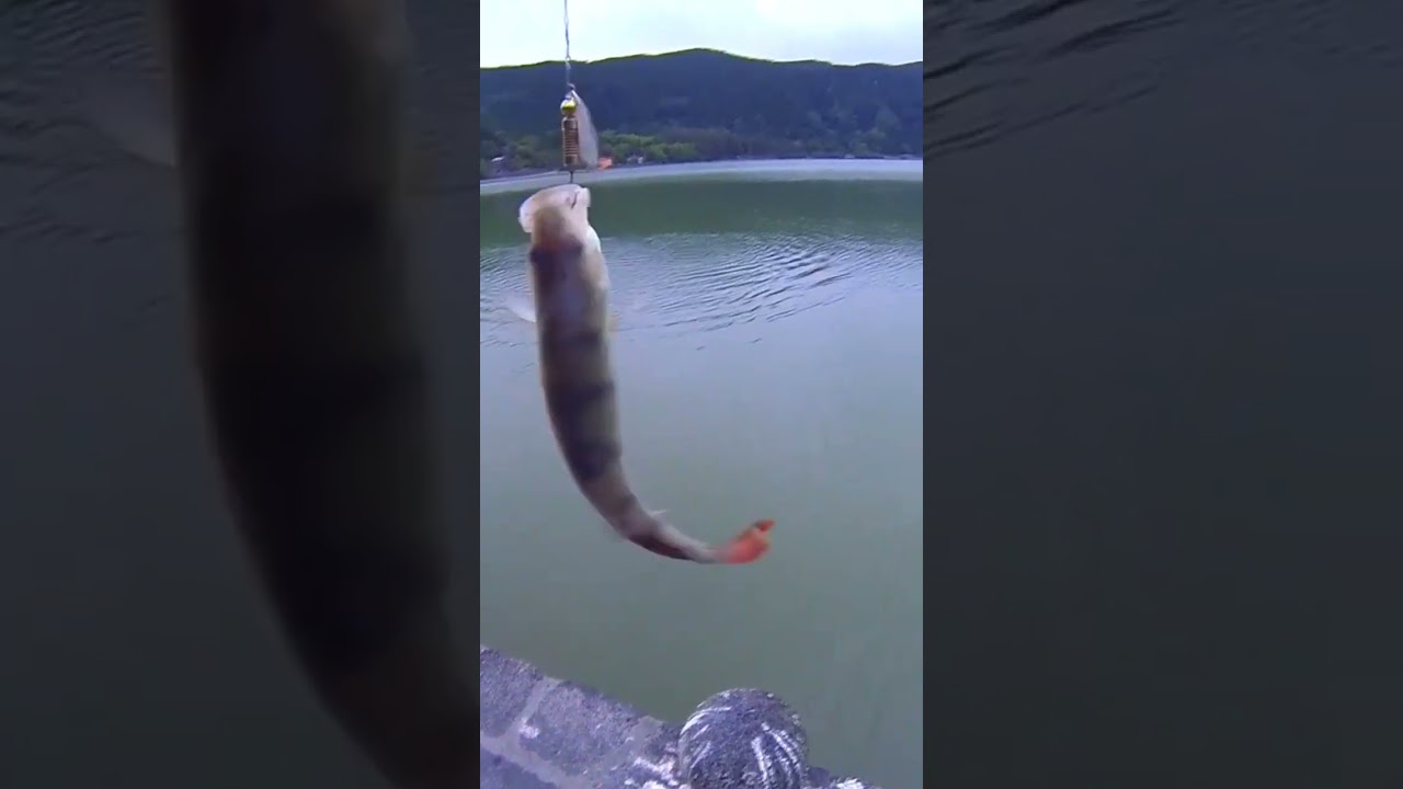 The best lure for Perch fishing #fishing