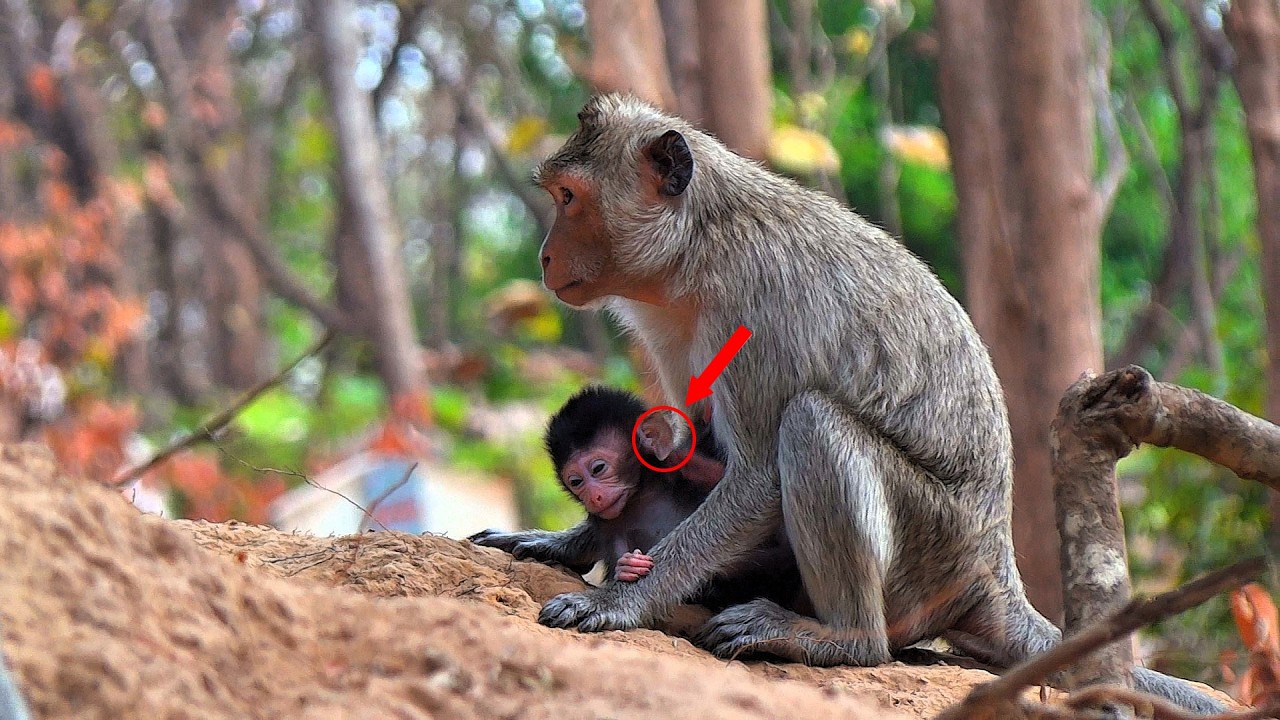 Help, the little monkey was bitten by an animal and is shaking its legs like this.