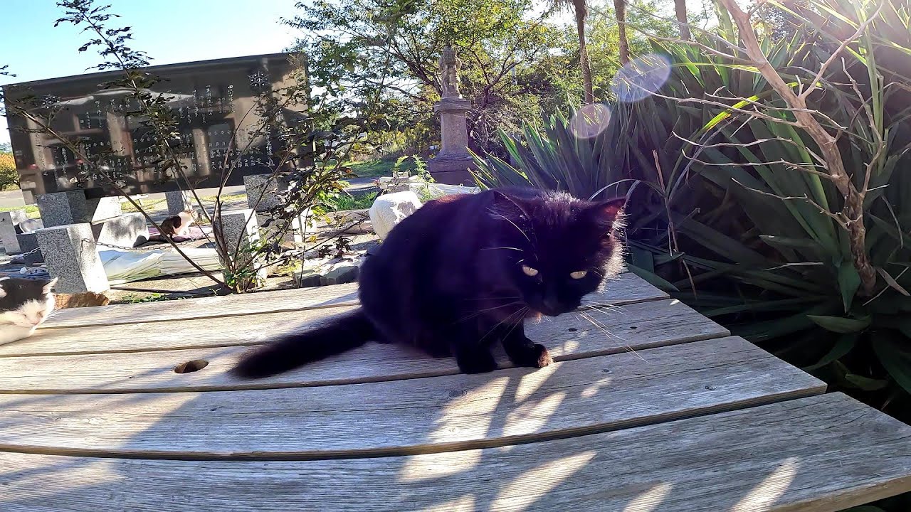 【田代島】【猫島】野良猫を撮影してたら僕もいるよって黒猫が入り込んできた