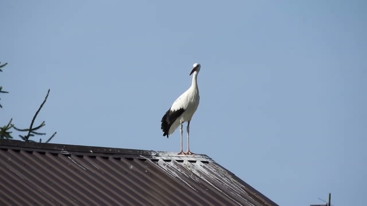 Bociany Kozubszczyzna 2024 | Letnie wspomnienia