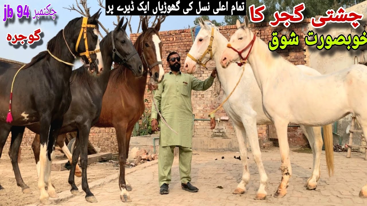 Chishti Gujjar ka Khubsurat shock | Desi Ghorian | chak no 94 jb Gojra
