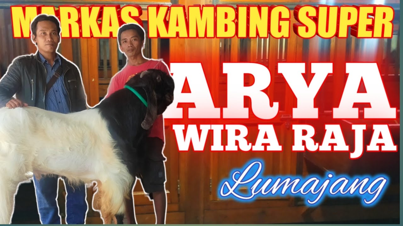 Samudra Ettawa - Markas Kambing Super Kandang ARYA WIRA RAJA