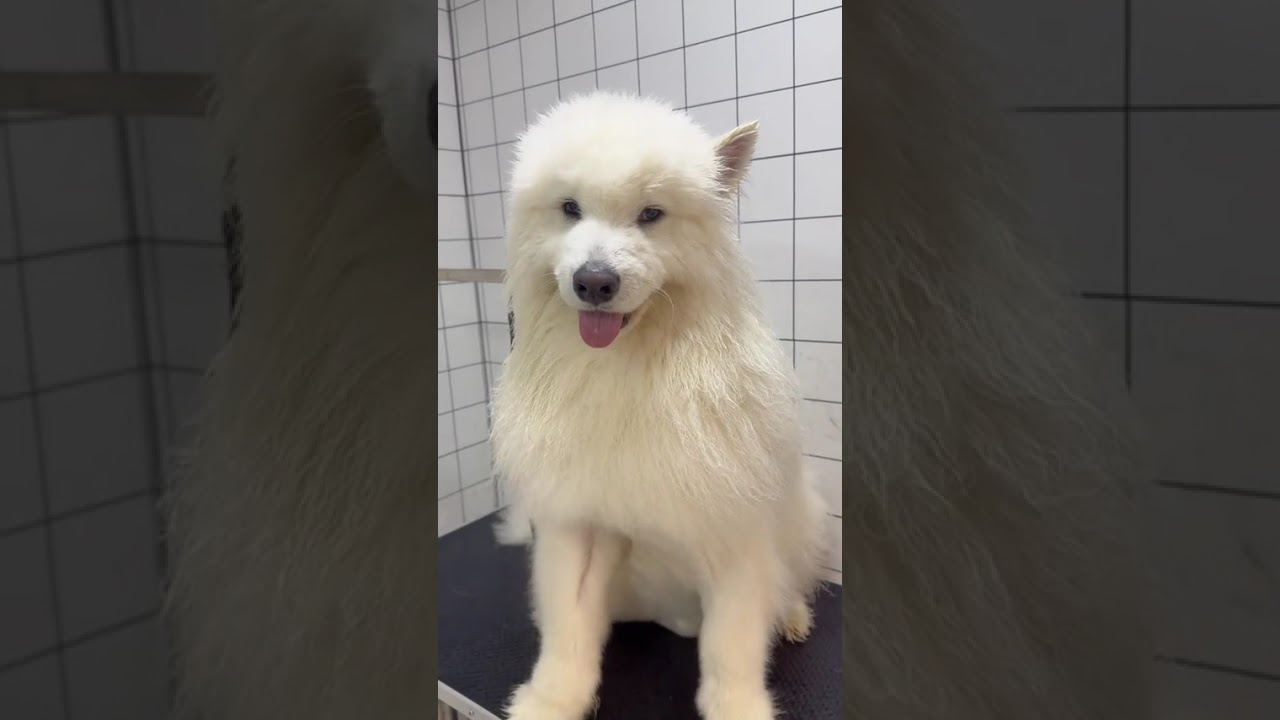 Samoyed's Warranty Day: Ultimate Care Guide & Bill Reveal