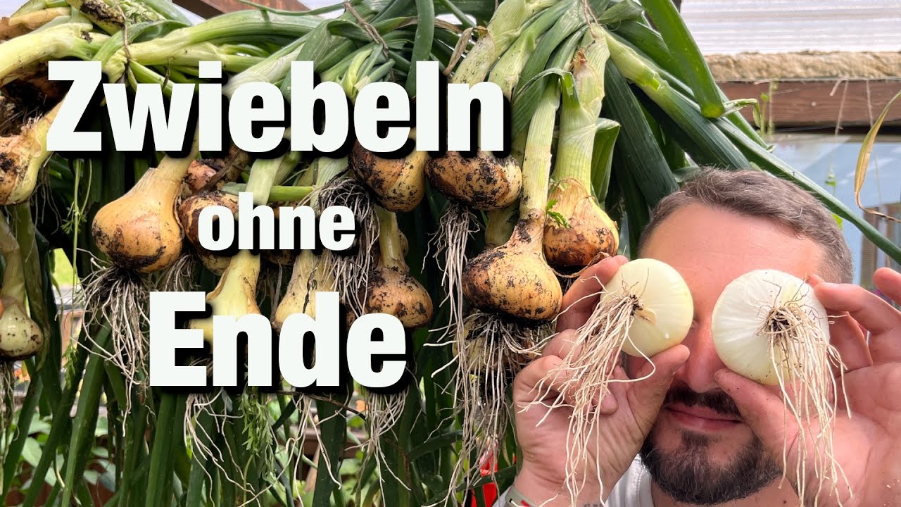 Zwiebel und Knoblauch Ernte im Juni, Beeren im Garten