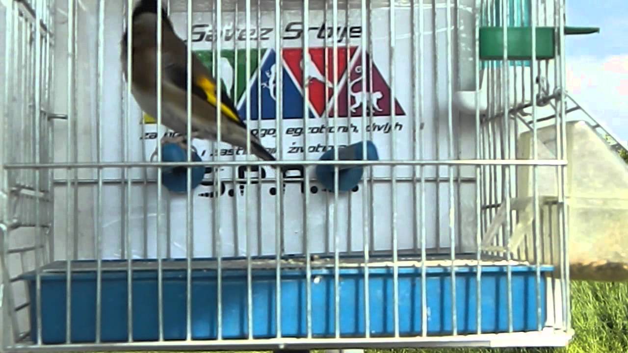 Pesma štiglića 002 /2016 Nenad Davidović World championship in Goldfinch Song 2016